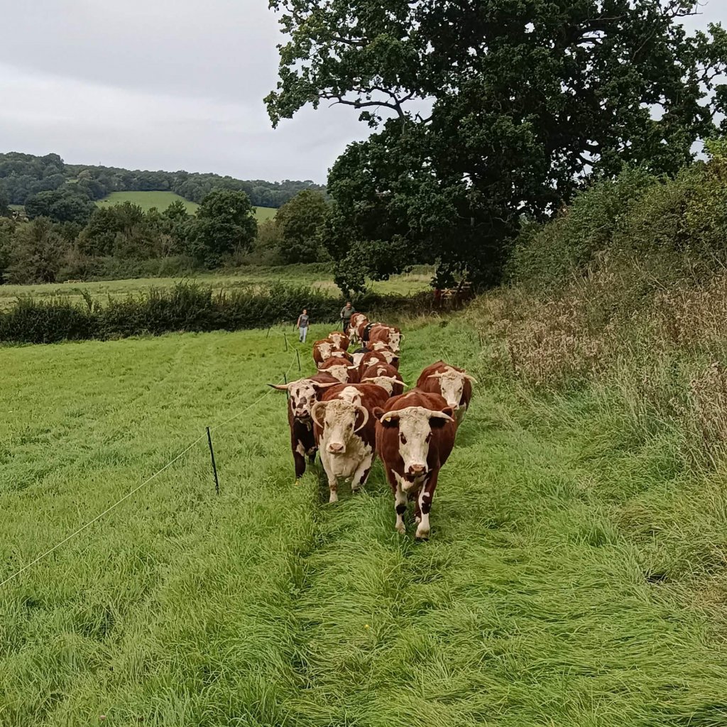 Livestock – Good Small Farms