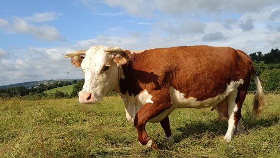 Stroud organic beef cow pasture for life