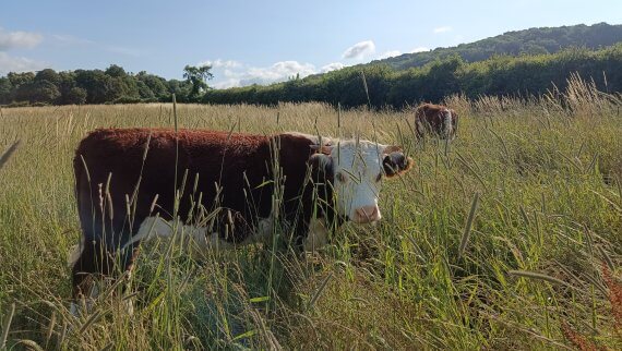 Stroud organic beef cow carbon