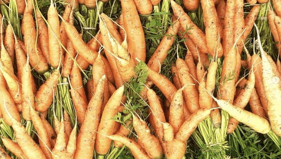 organic carrots at Stroud farmers market from Good small farms